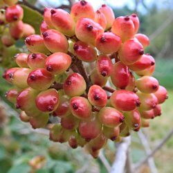 rote Beeren