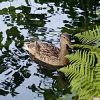 Stockente Weibchen