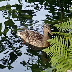 Stockente Weibchen