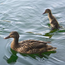 Stockenten Weibchen und Küken