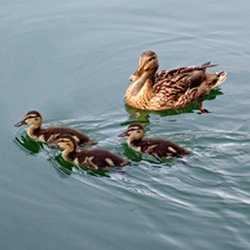 Stockenten Weibchen und Küken