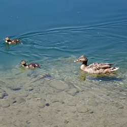 Stockenten Weibchen und Küken