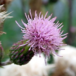 lila Blüte