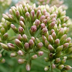 Wasserdost Knospen