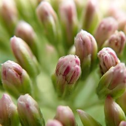 Wasserdost Knospen