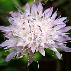 lila Blüte