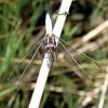 Libelle im Schilf