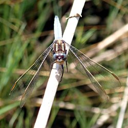 Libelle im Schilf