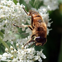 Biene auf Blüte