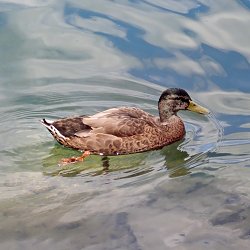 Stockente Erpel
