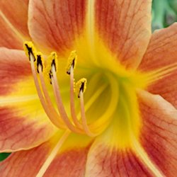 Blume