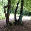 fight or Die an Baumstamm gesprayt