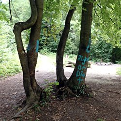 fight or Die an Baumstamm gesprayt