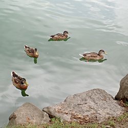Stockenten Erpel in der Mauser