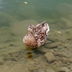 Stockente Weibchen