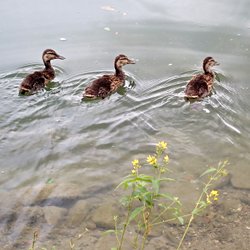 3 Stockenten-Küken
