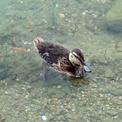 Stockente Küken