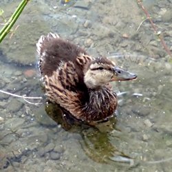 Stockente Küken