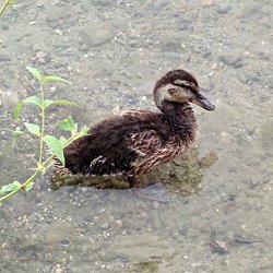 Stockente Küken