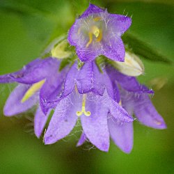 violette Blüte