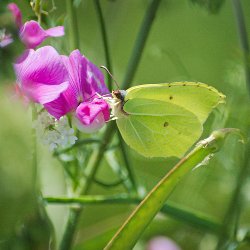 Zitronenfalter auf rosa Blüte