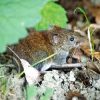 Maus auf dem Waldboden