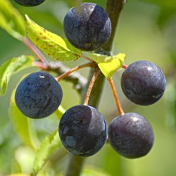 Schlehdorn Früchte