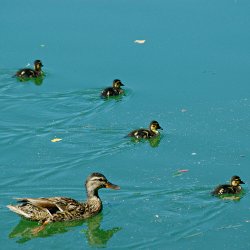 Stockente mit Küken