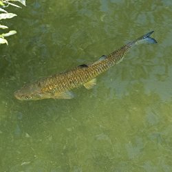 Fisch – Alet/Döbel