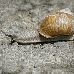 Weinbergschnecke auf dem Asphalt