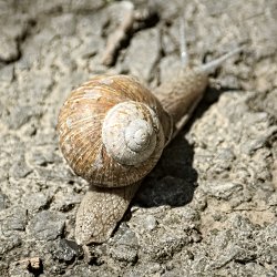 Weinbergschnecke auf Asphalt