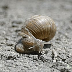 Weinbergschnecke von vorn