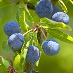 Schlehdorn Früchte
