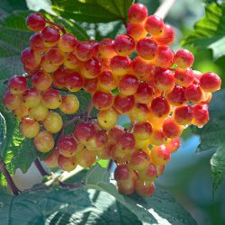 Gemeiner Schneeball Beeren