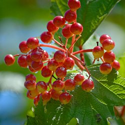Gemeiner Schneeball Beeren