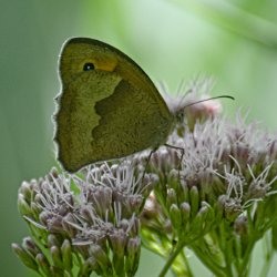 Schmetterling – grosses Ochsenauge auf Wasserdost