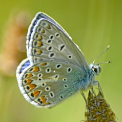 Schmetterling – Argus-Bläuling