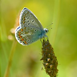 Schmetterling – Argus-Bläuling