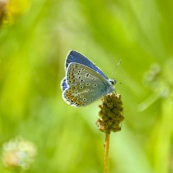 Schmetterling – Argus-Bläuling