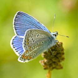 Schmetterling – Argus-Bläuling