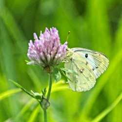 gelber Schmetterling an Wiesenklee