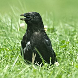 Krähe im Gras