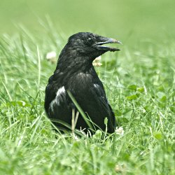 Krähe im Gras
