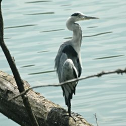 Graureiher auf Baumstamm am See