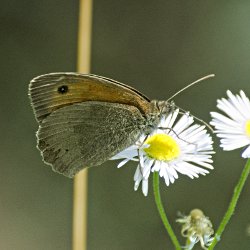 grosses Ochsenauge auf Gänseblümchen