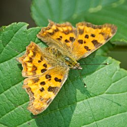 C-Falter auf Blatt