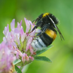 Dunkle Erdhummel auf Wiesenklee