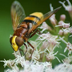 Hornissenschwebfliege auf Wasserdost