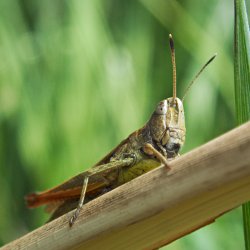 Grashüpfer auf Schilfrohr