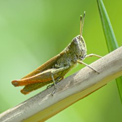 Grashüpfer auf Schilfrohr